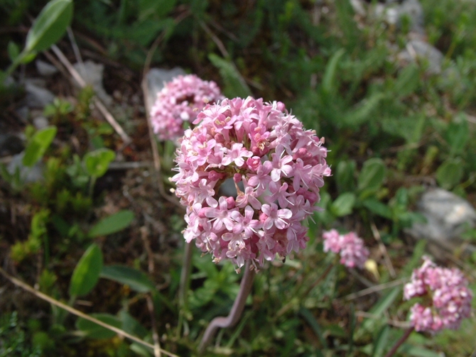 Valeriana tuberosa / Valeriana tuberosa